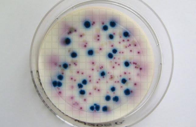 Biopro Cfu The Science Behind 60 Billion CFU Probiotics: Why So Many Billions? – B ...