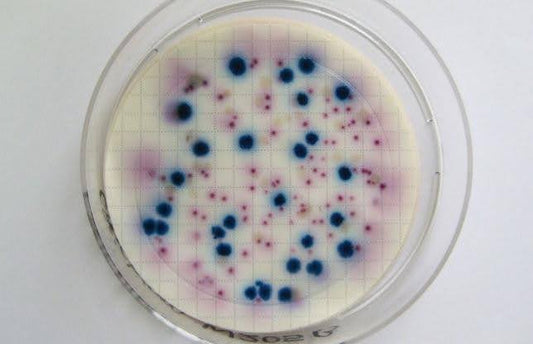 The Science Behind 60 Billion CFU Probiotics: Why So Many Billions?