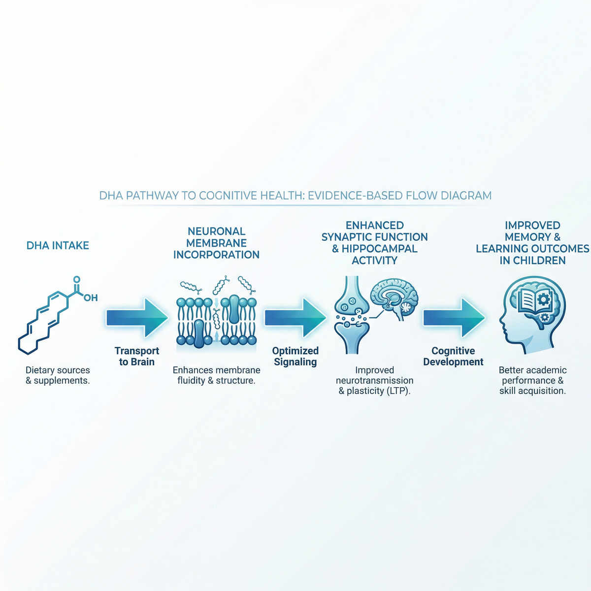 From Synapses to Skills: What Is the Evidence Linking DHA to Memory and Learning Capacity?